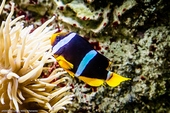 Fakieh Aquarium