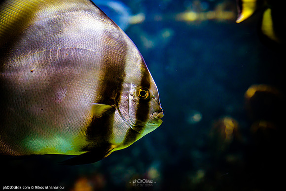 Fakieh Aquarium
