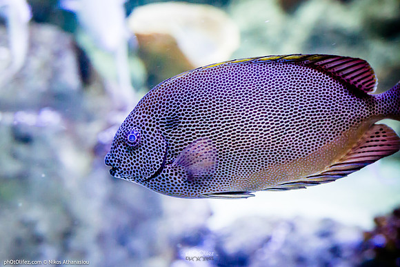 Fakieh Aquarium