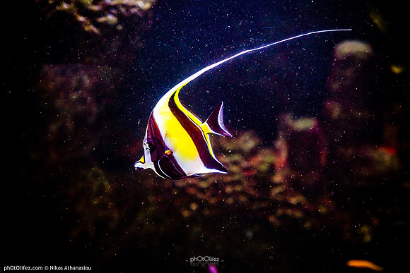 Fakieh Aquarium