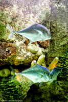 Fakieh Aquarium