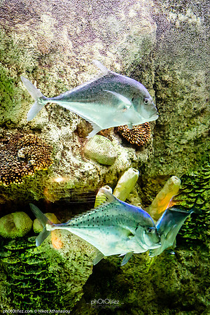 Fakieh Aquarium