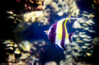 Fakieh Aquarium