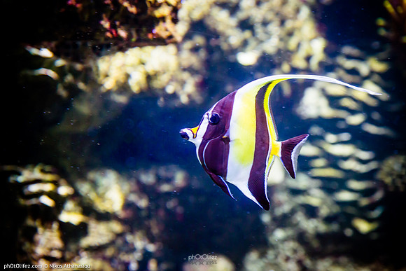 Fakieh Aquarium