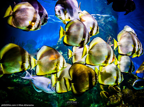 Fakieh Aquarium