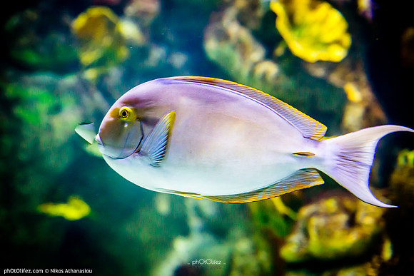 Fakieh Aquarium