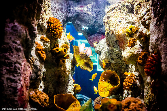 Fakieh Aquarium