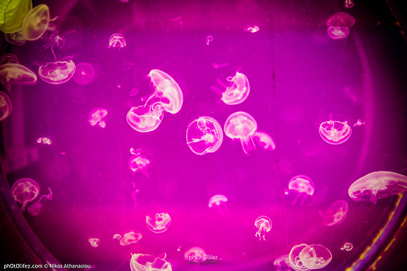 Fakieh Aquarium