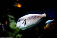 Fakieh Aquarium
