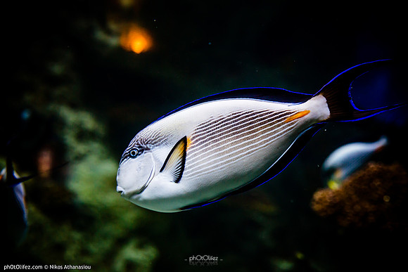 Fakieh Aquarium
