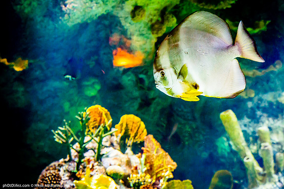 Fakieh Aquarium