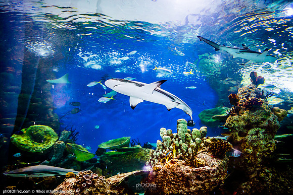 Fakieh Aquarium