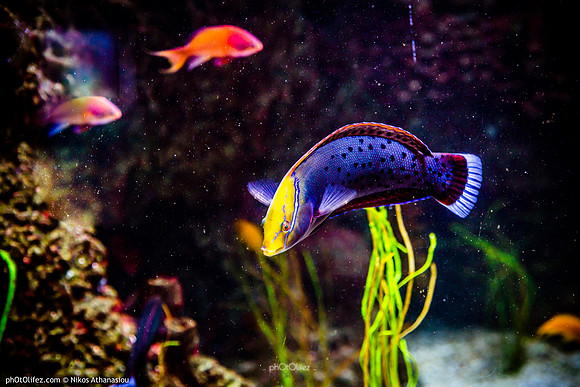 Fakieh Aquarium