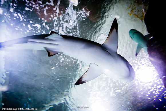 Fakieh Aquarium
