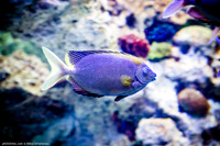 Fakieh Aquarium