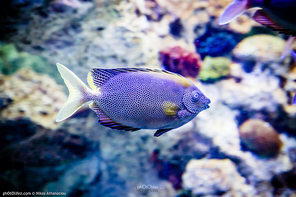 Fakieh Aquarium