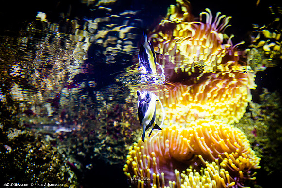 Fakieh Aquarium