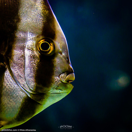 Fakieh Aquarium