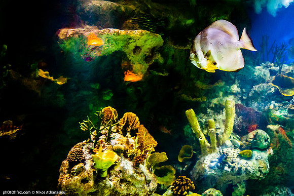 Fakieh Aquarium