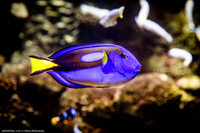Fakieh Aquarium
