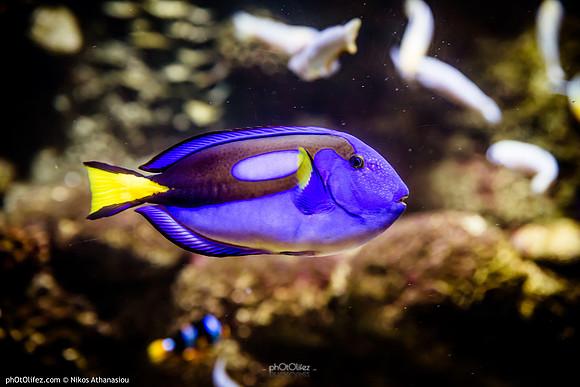Fakieh Aquarium
