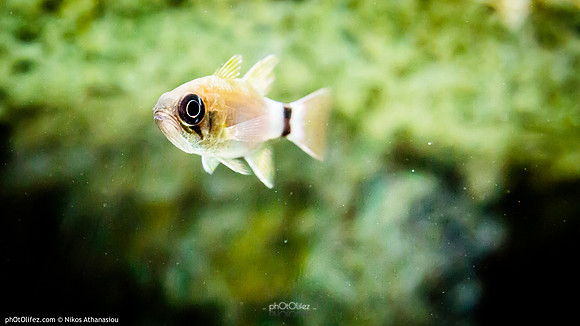 Fakieh Aquarium